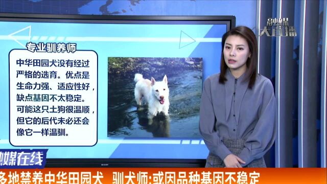 中华田园犬更名为唐犬? 主办方辟谣 不能划等号