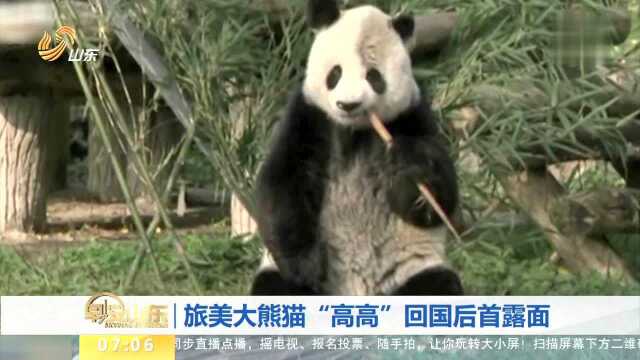 旅美大熊猫“高高”回国后首露面