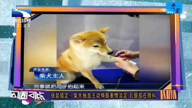 强装镇定!柴犬抽血主动伸腿表情淡定 后腿却在颤抖