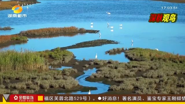 河北秦皇岛:深秋时节鸟迁徙 看碧海金沙欧群翔集