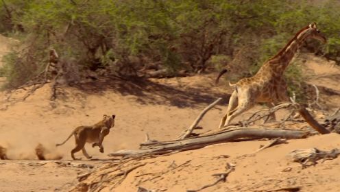地球脉动 第2季：一场关于生死的较量：狮群围攻长颈鹿