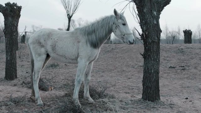 《老兽》:内蒙古老混蛋的夕阳之痛