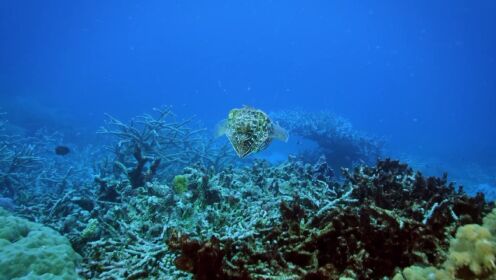 将珊瑚礁变成战区的白斑乌贼，用皮肤上演一场奇怪的灯光秀