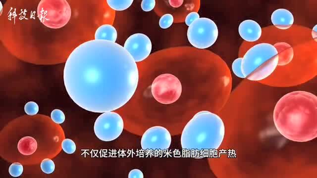 人类将不愁发胖了?中国科学家发现减肥新方法获权威杂志认证