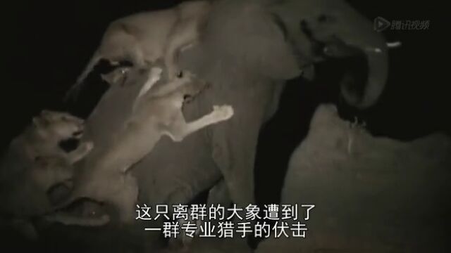 大猫传奇高光片段