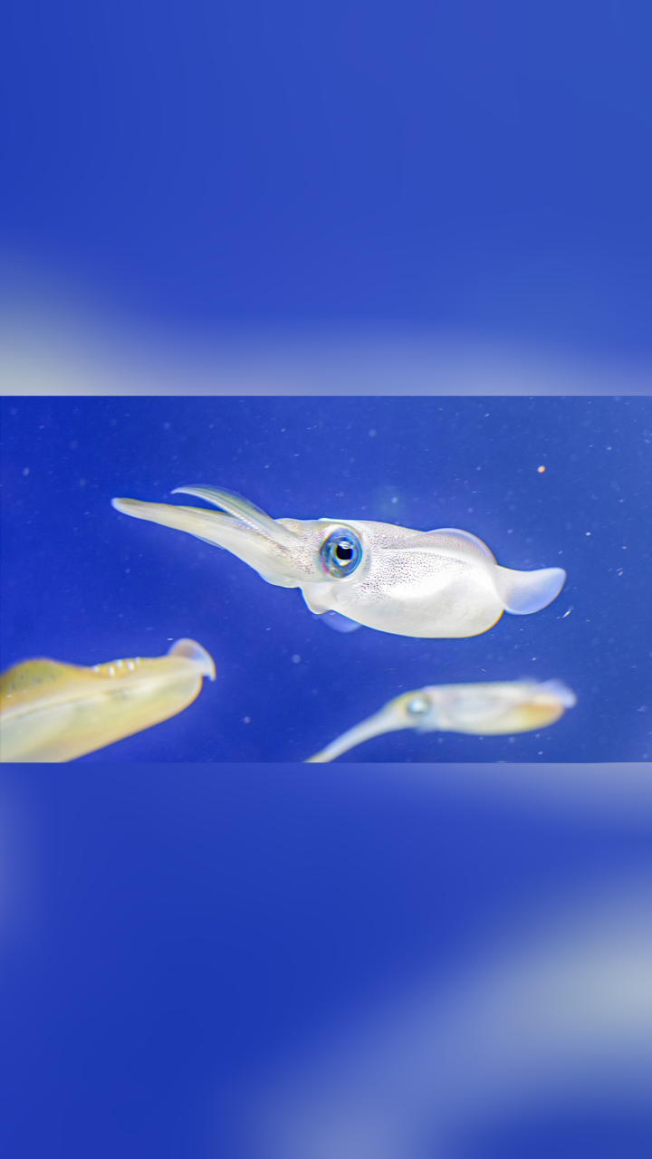 实拍鱿鱼捕食瞬间!比子弹的速度还快30倍