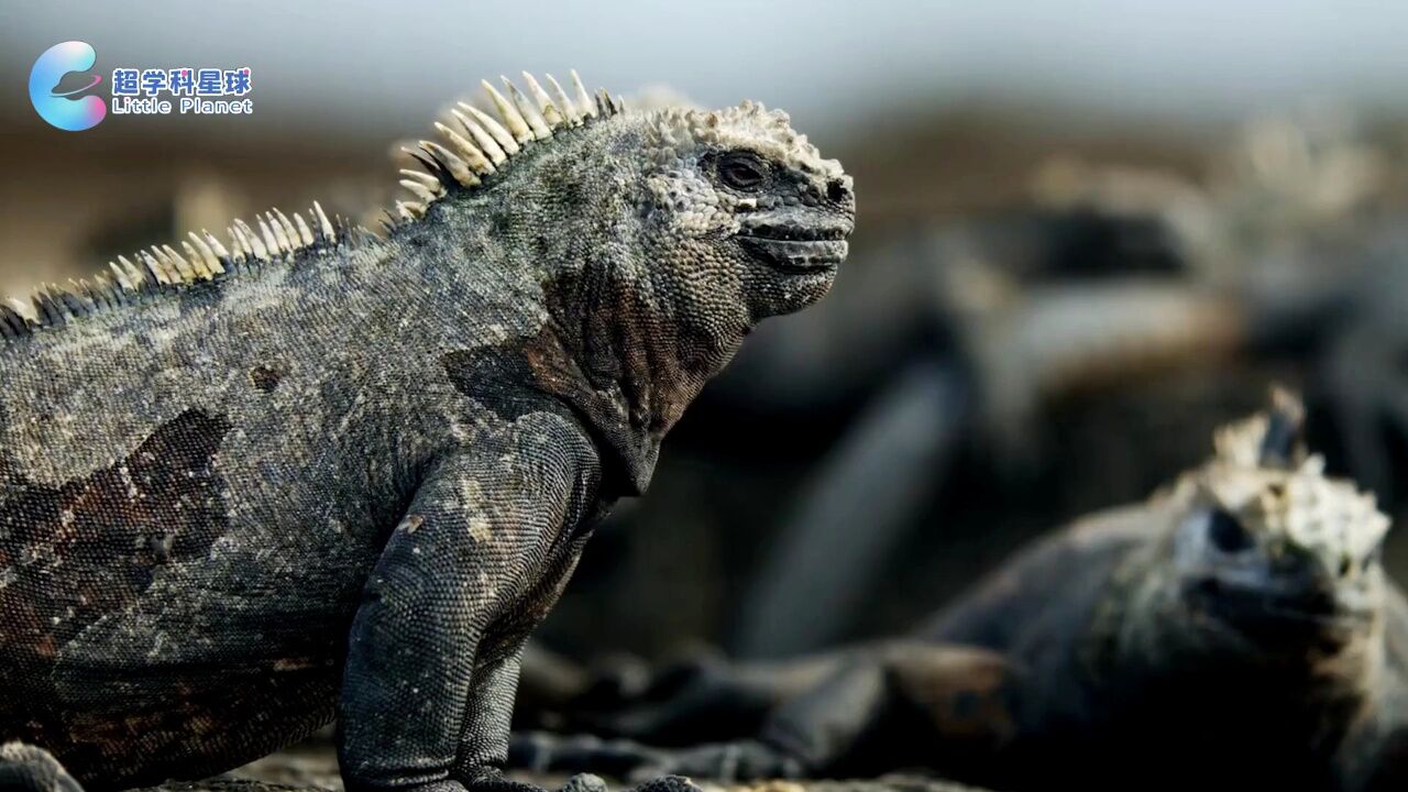 第07集 迷你哥斯拉海鬣蜥