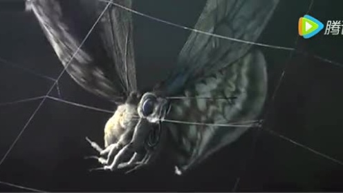 超酷特效微观创意短片《蜘蛛网》