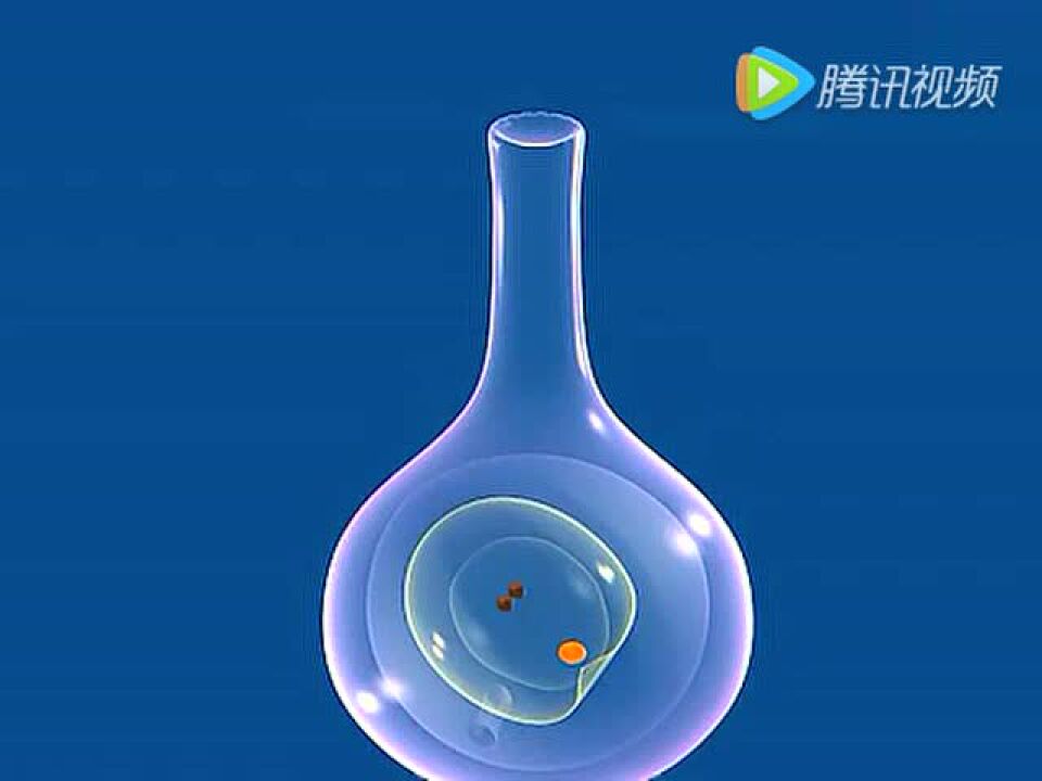 植物双受精过程_高清