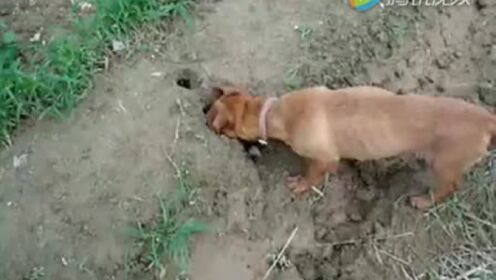 腊肠犬在野外发现一个洞，它把头伸了进去！