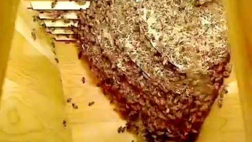 蜜蜂在蜂箱里是这样筑巢的！