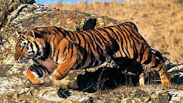 非洲虎啸之老虎捕鸟_腾讯视频