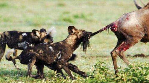 鬣狗活吃怀孕疣猪图片