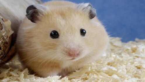 实拍岛国一位兽医给仓鼠剪牙的过程