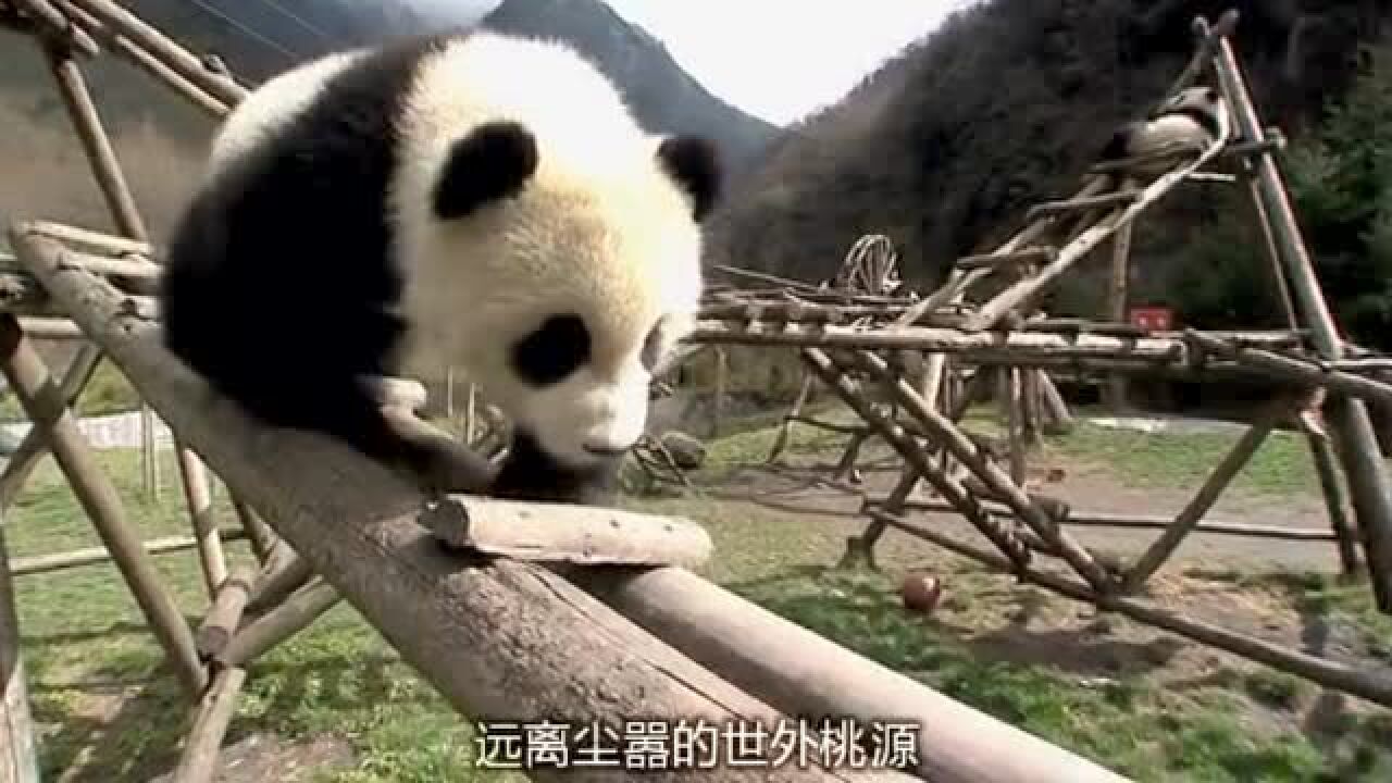 熊猫的生活_高清10