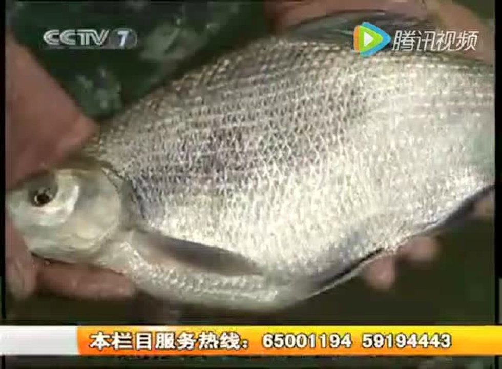 团头鲂养殖技_高清1080P在线观看平台_腾讯视频