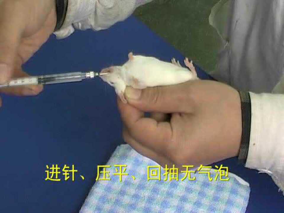 小鼠灌胃技术_高清1