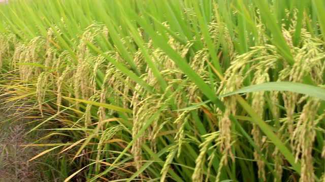 恒丰优粤农丝苗