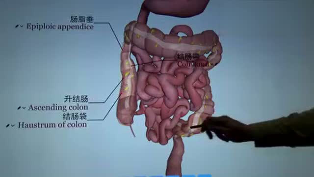 小肠和大肠的基础解剖学_高清