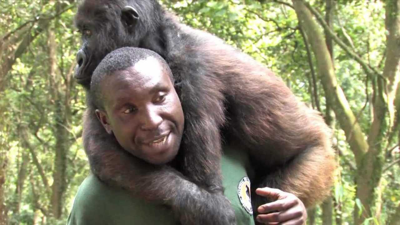 来自猩猩的抱大腿饲养员表示别了吧你真的好重