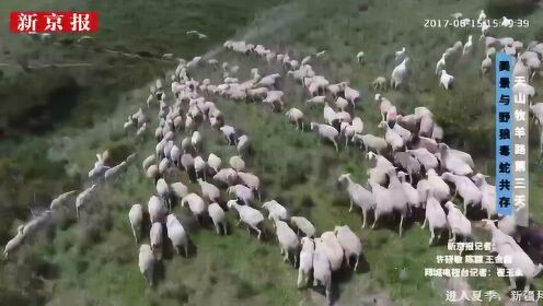 壮观！无人机赶羊群迁徙 航拍绝美天山牧羊路