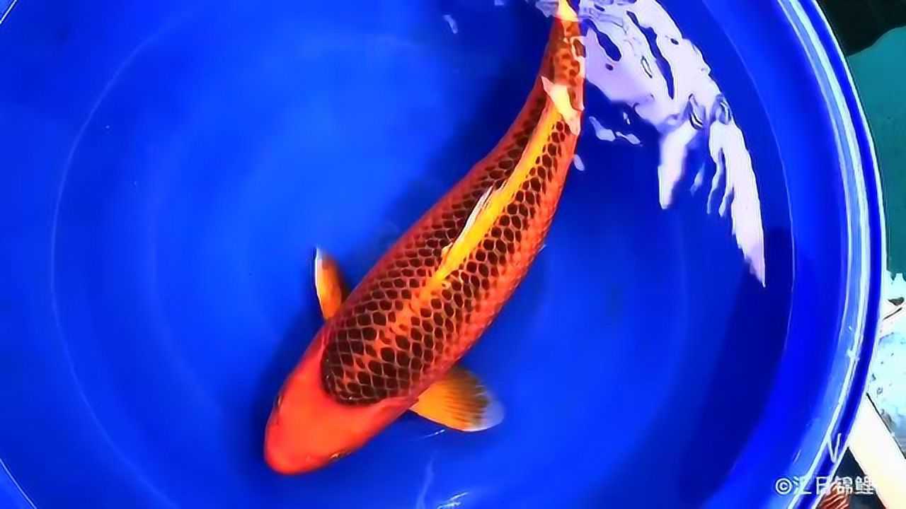 【汇日锦鲤场】-诚太郎红松叶