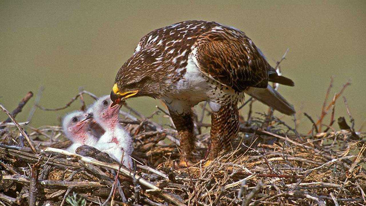 母鹰出去捕猎,小鹰快饿死,鹰妈妈回来叼着老鼠送入鹰宝宝口中