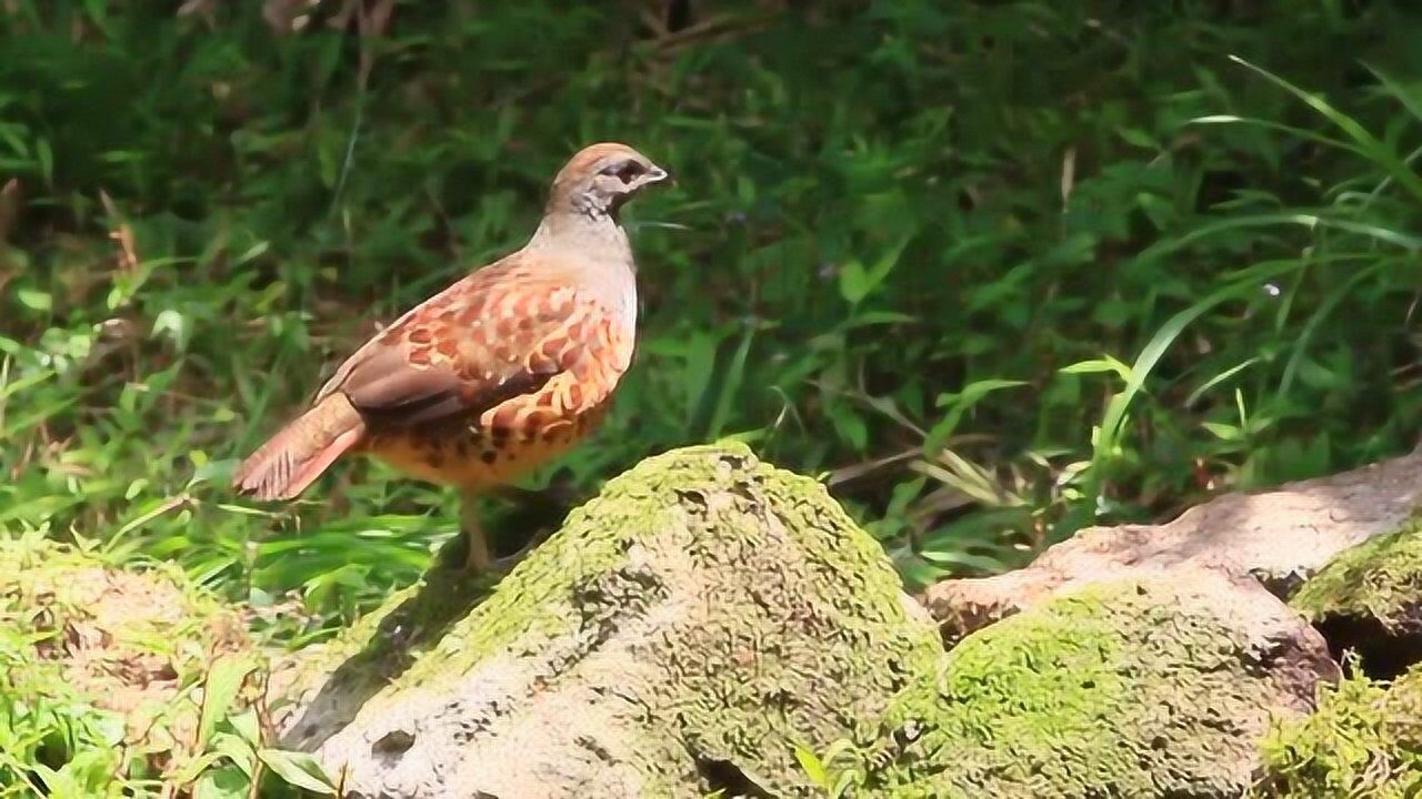 实拍母竹鸡东张西望非常警惕,原来是第一次带幼崽出来教觅食