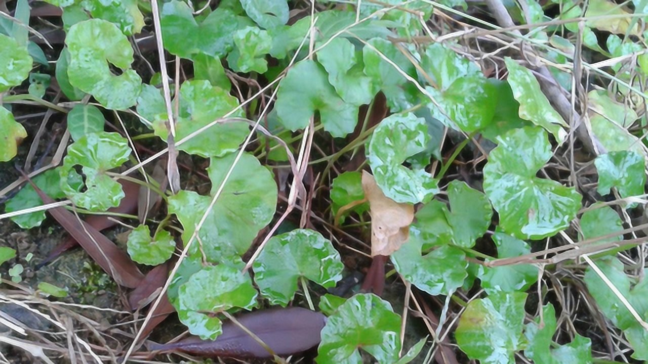 這種草泡茶喝止咳化痰對結石有奇效但有一類人千萬別碰