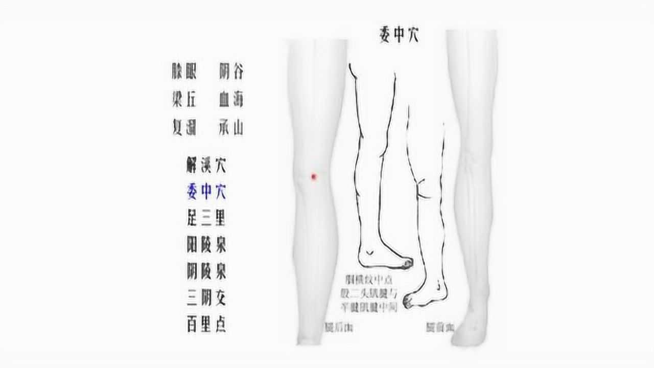 足三里血海三阴交等人体腿部重要穴位点击演示