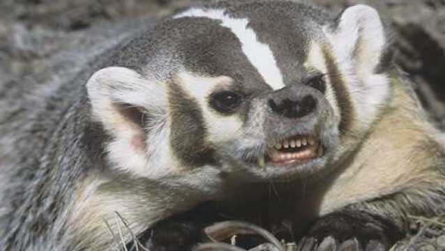 狭路相逢比特犬遭遇强劲对手美洲狼獾