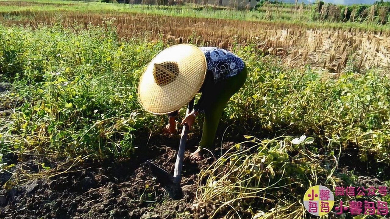 农民在37度高温底下辛苦劳作，只为远在外地打工的儿女减轻负担_高清
