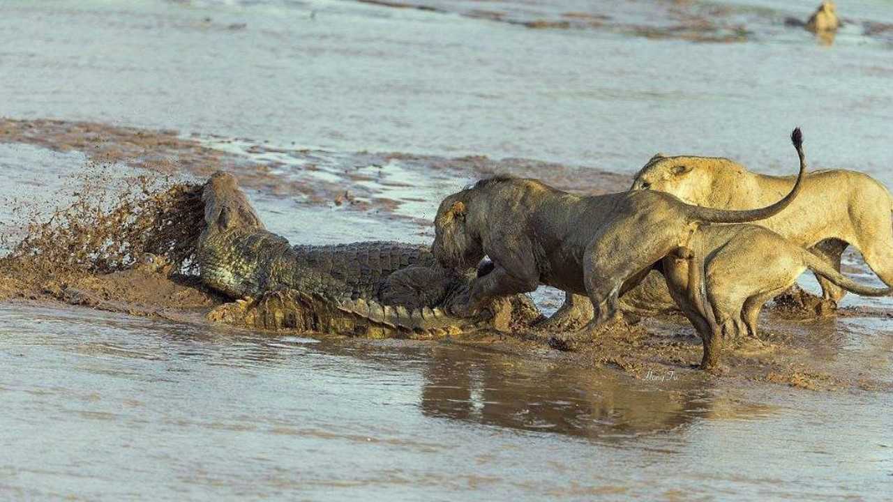 鳄鱼想要抓个狮子吃没想到却被狮子反杀下一幕画面太惨烈