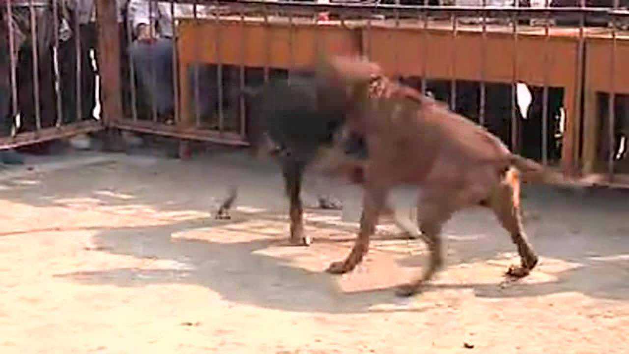 世界上最大最古老的犬种 马士提夫獒犬 四千年前的战犬 探秘志