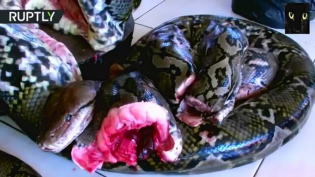 在印尼蟒蛇肉相当于我们吃的猪肉