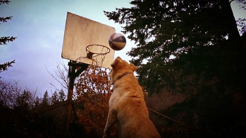 一只会打篮球的狗狗，自学成才用嘴投球，进球率100%