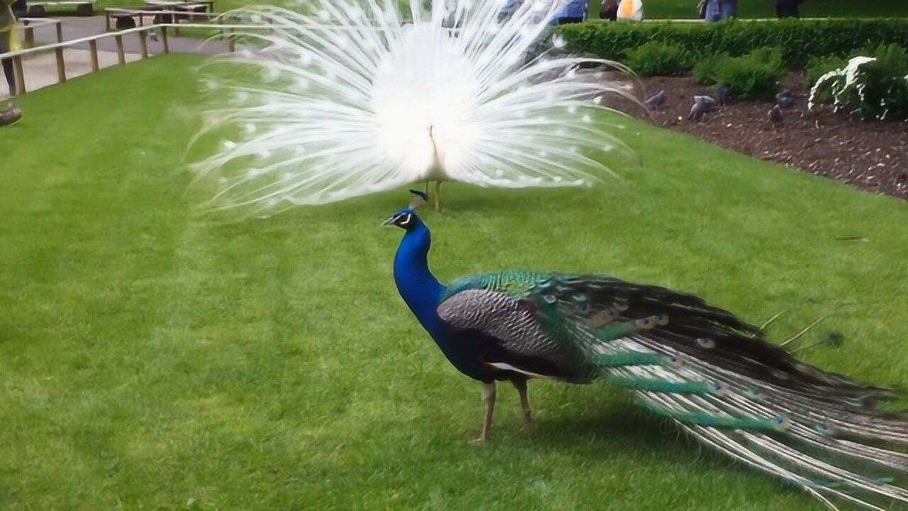 珍贵的白孔雀是野生蓝孔雀的变异品种开屏后好美