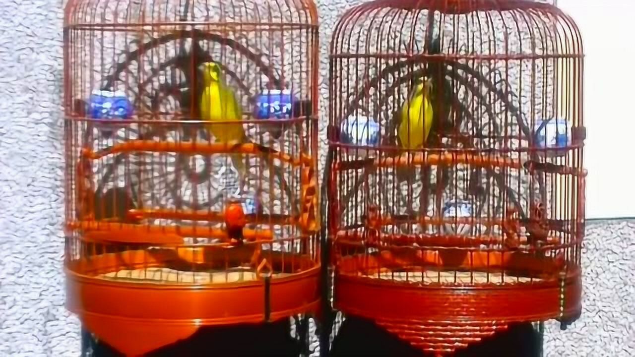 金燕pk石燕两只鸟争先竞鸣一决高下谁与争锋