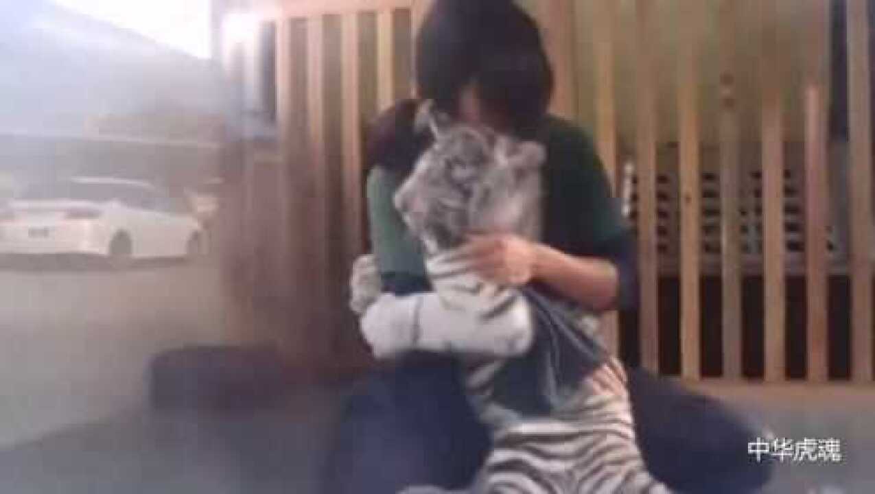 小白虎：放开我！我根本就不脏。双马尾饲养员：猛搓虎头_高清