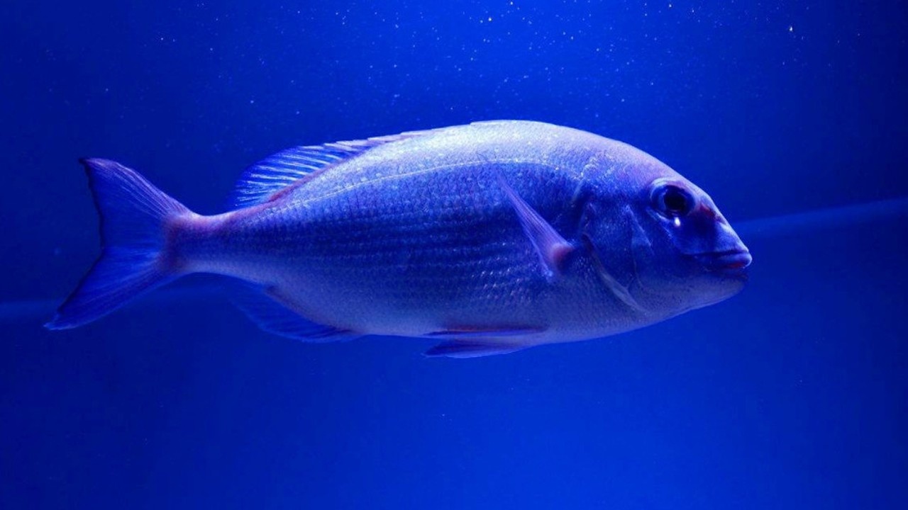 10000米的深海鱼为什么没有被水的压力击倒反倒逆流而上