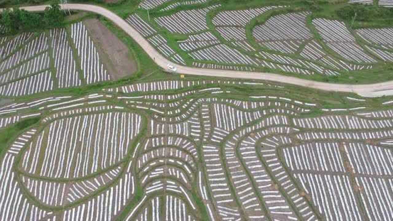 (航拍)贵州龙里:千亩刺梨套种辣椒场面壮观极了_高清1080P在线观看平台_腾讯视频