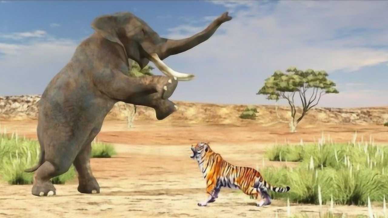 老虎战斗力有强野生老虎pk非洲大象会怎样网友能撑死老虎