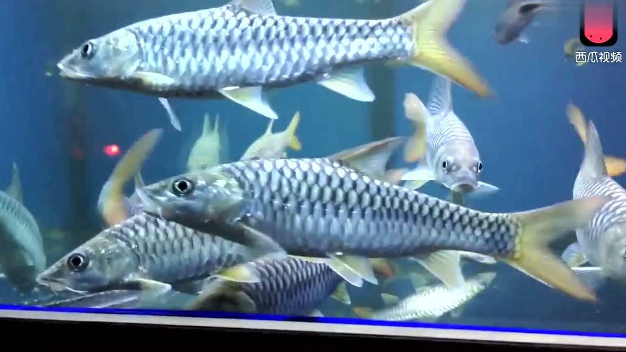 介于食用与观赏间的鱼类:昂贵的吉罗鱼比红龙好看!_腾讯视频