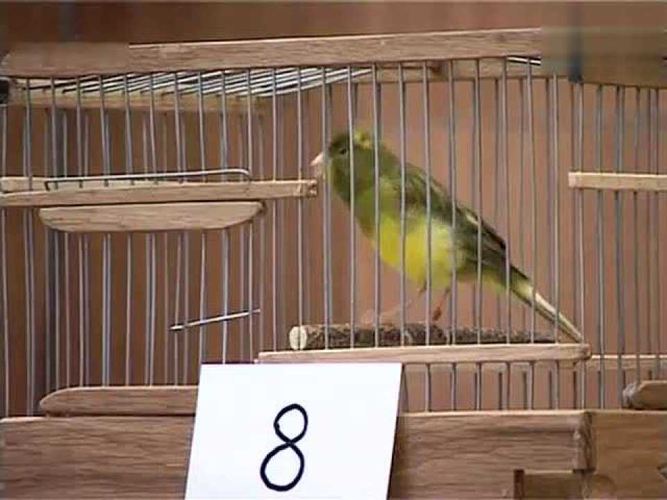 俄罗斯金丝雀长鸣