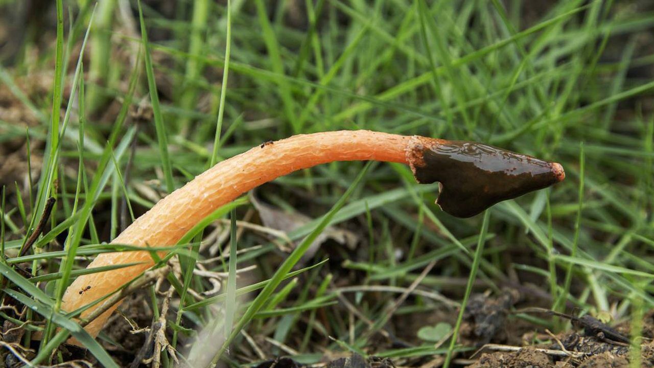 红鬼笔蘑菇你有见过吗听说有毒价值却胜过灵芝