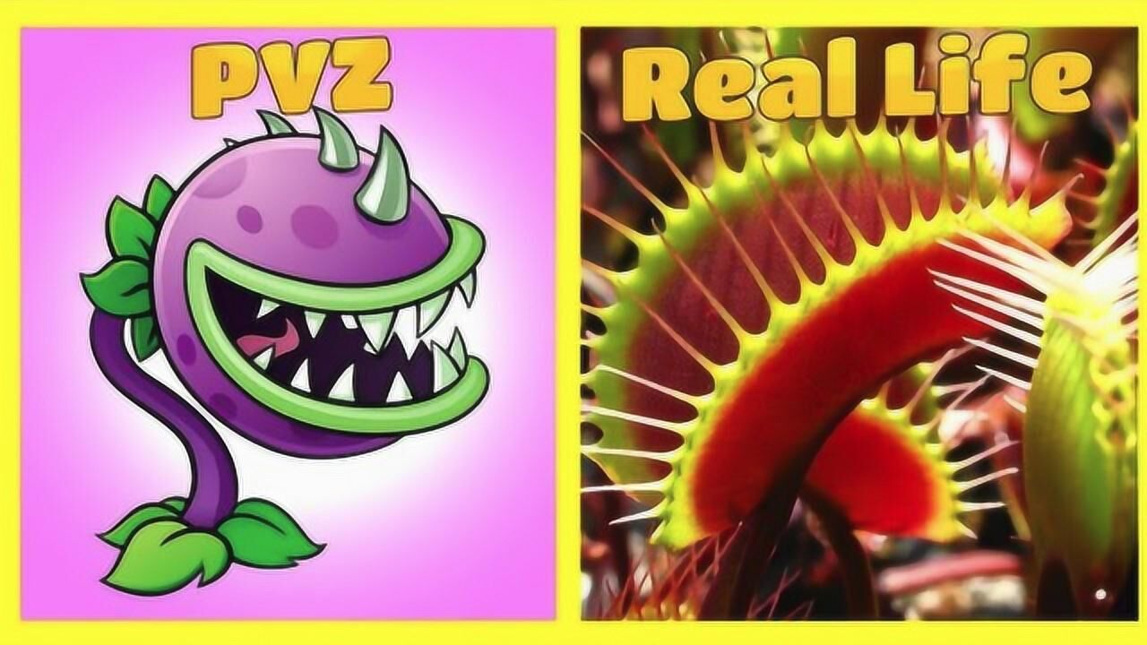 pvz游戏vs现实原来大嘴花的原型是猪笼草