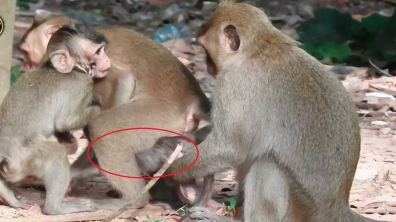 母猴帮公猴捉虱子直接用嘴咬网友虱子也是肉镜头拍下全过程