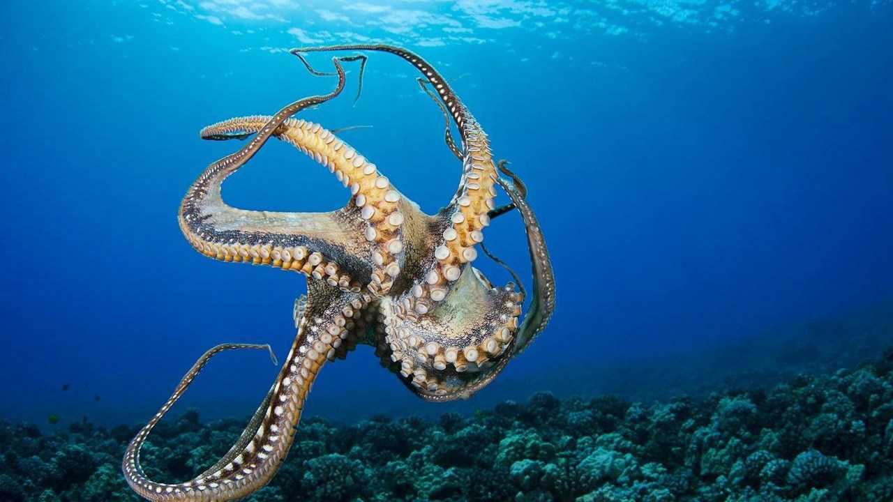 深海大章鱼一生只产一次卵产完便死去一次产卵多达10万颗