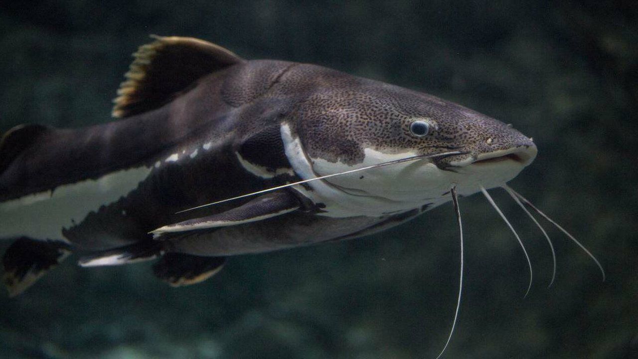 美国鲶鱼又泛滥了,可以长到成年人那么大,中国吃货羡慕不已