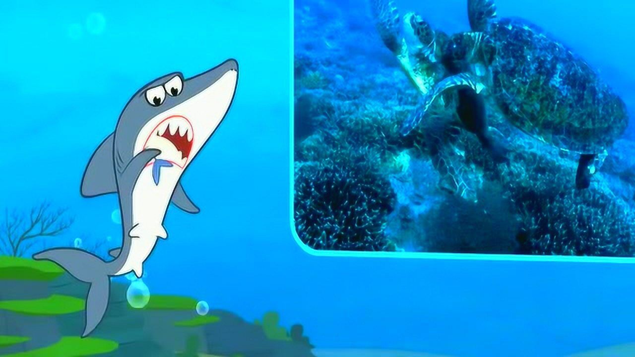 熟悉海洋动物大白鲨,少儿启蒙教育动画